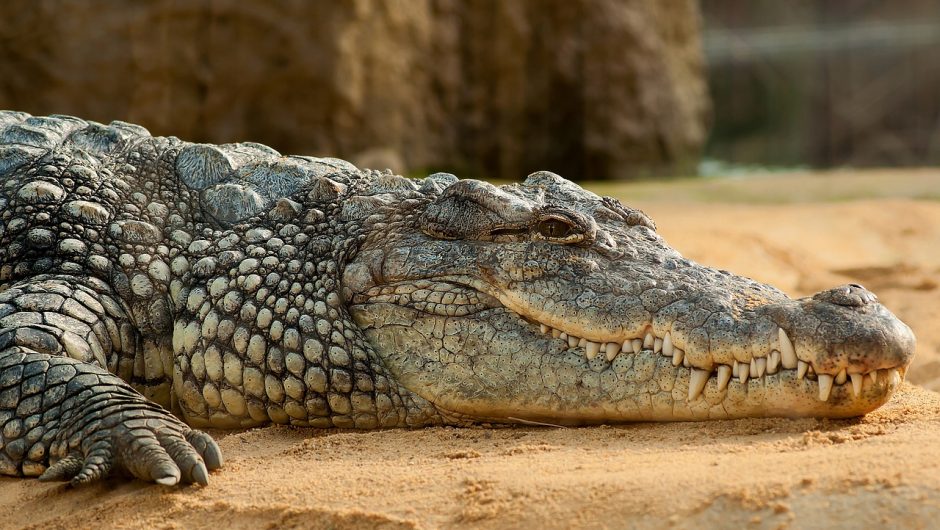 Deux crocodiles découverts dans le sous sol d’un particulier en Essonne