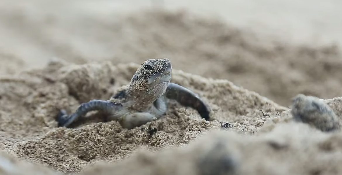 odyssée des tortues marines