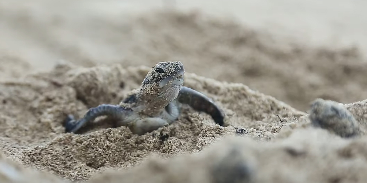 odyssée des tortues marines