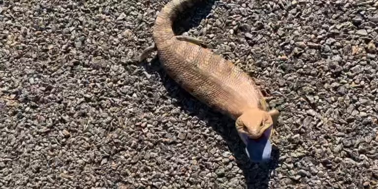 scinque à langue bleue se défend