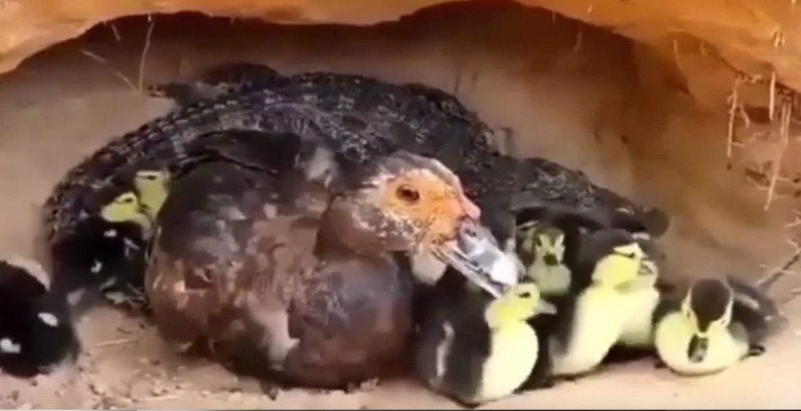 un crocodile se prend pour un canard