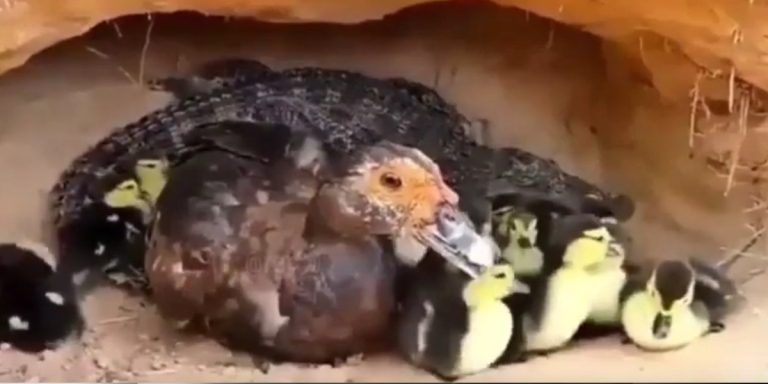 un crocodile se prend pour un canard