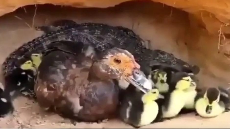 [Vidéo] Un crocodile se prend pour un canard