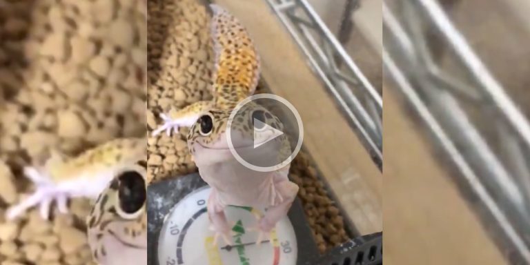[Vidéo] Un gecko léopard plutôt souriant