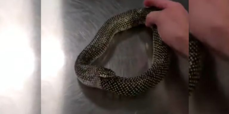 [Vidéo] Un serpent qui se mange lui même libéré de justesse