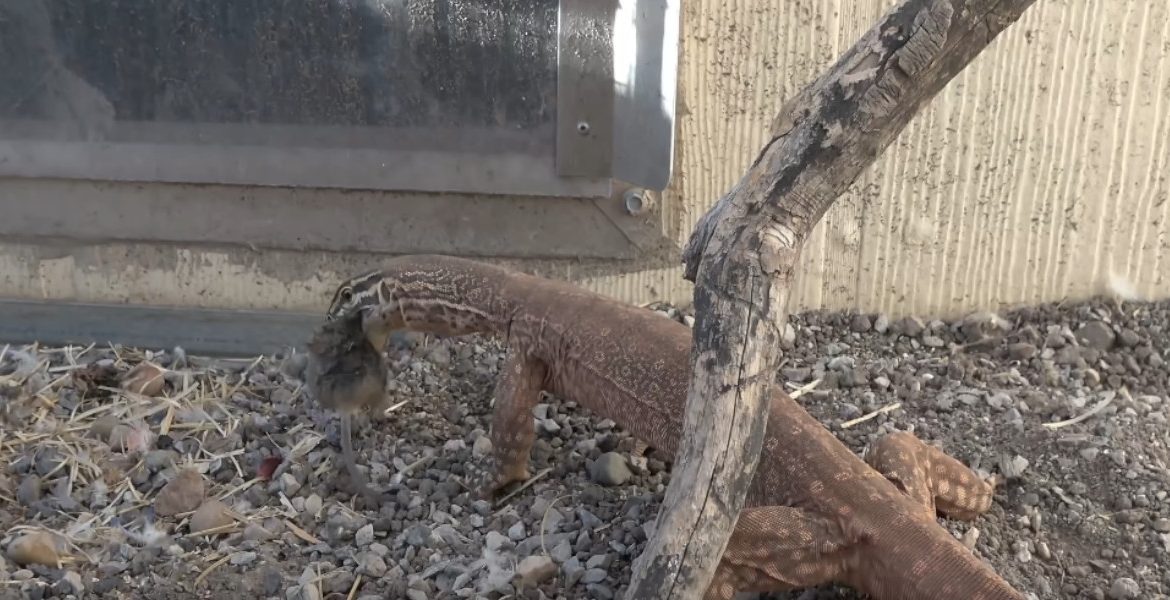 un varan pour attraper les souris