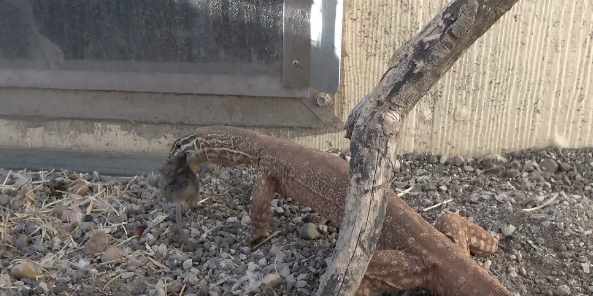 un varan pour attraper les souris