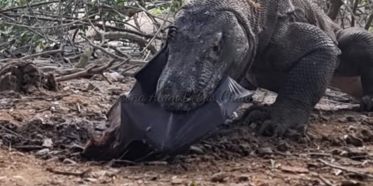 varan de komodo avale une chauve souris