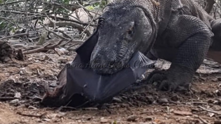 [Vidéo] Un dragon de Komodo avale une chauve-souris géante