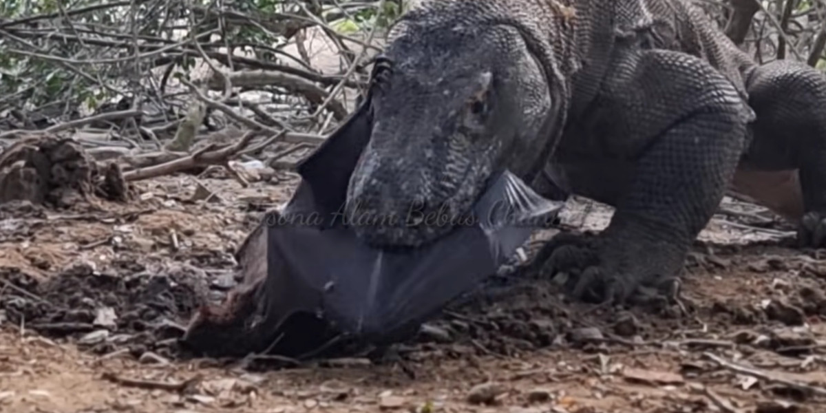 varan de komodo avale une chauve souris