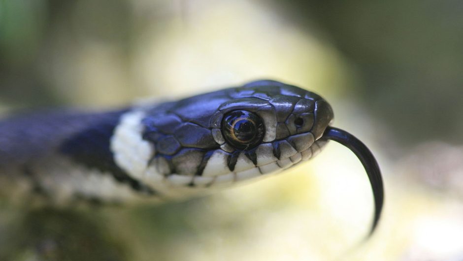 Le serpent aperçu à Marseille n’était finalement qu’une couleuvre