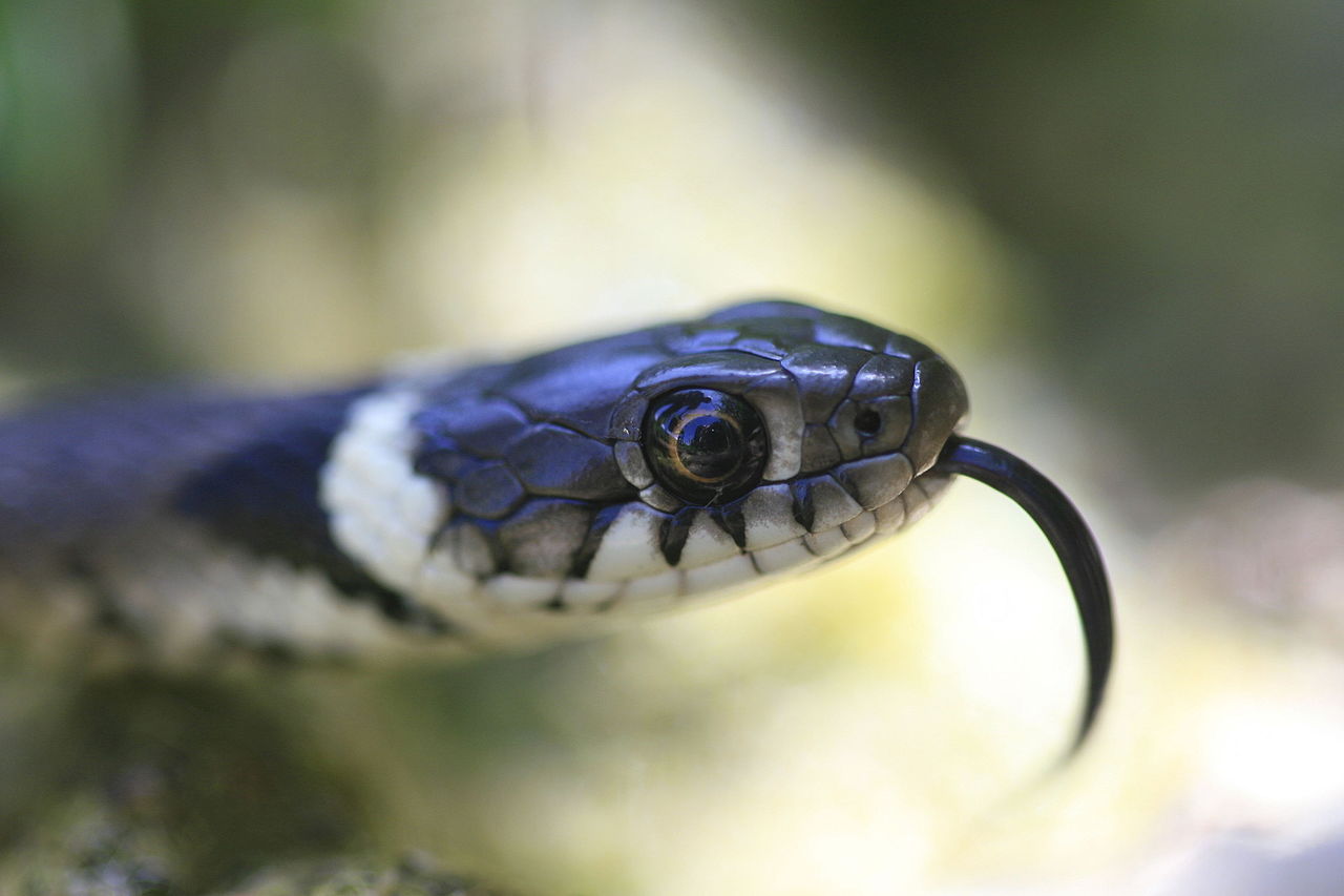 couleuvre à collier
