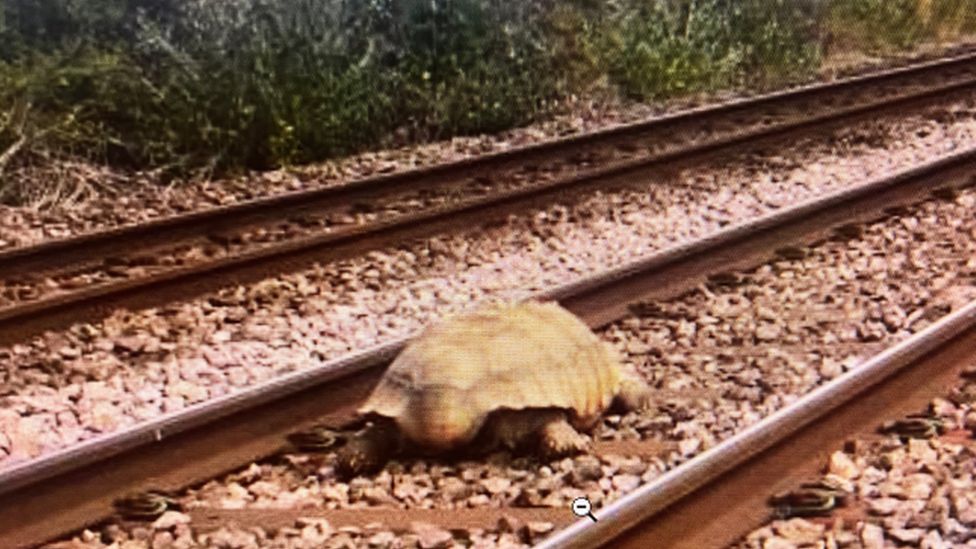 tortue greater anglia