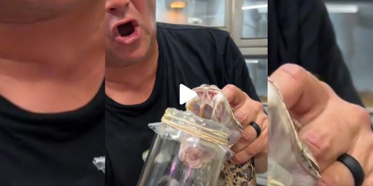 prélèvement de venin de serpent