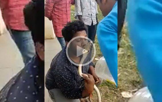 [Vidéo] Un homme se fait mordre par un Cobra après l’avoir embrassé