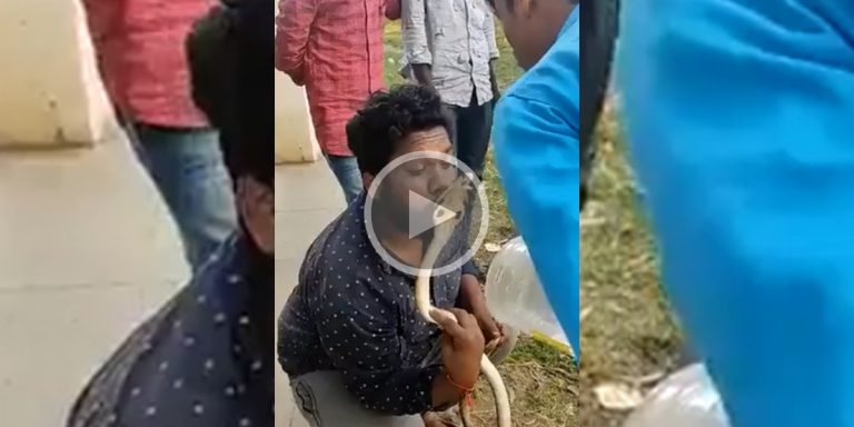 [Vidéo] Un homme se fait mordre par un Cobra après l&rsquo;avoir embrassé