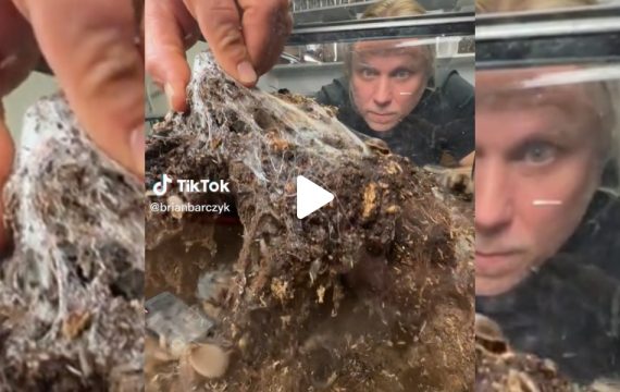 [Vidéo] Il soulève un nid de Tarentules