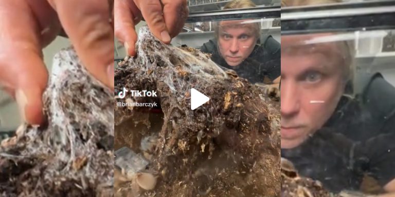 [Vidéo] Il soulève un nid de Tarentules