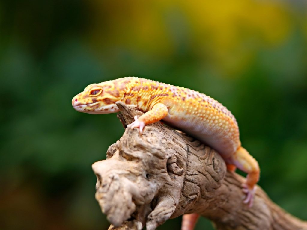 Geckos