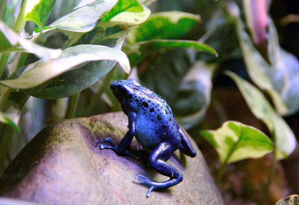 Découvrir les amphibiens