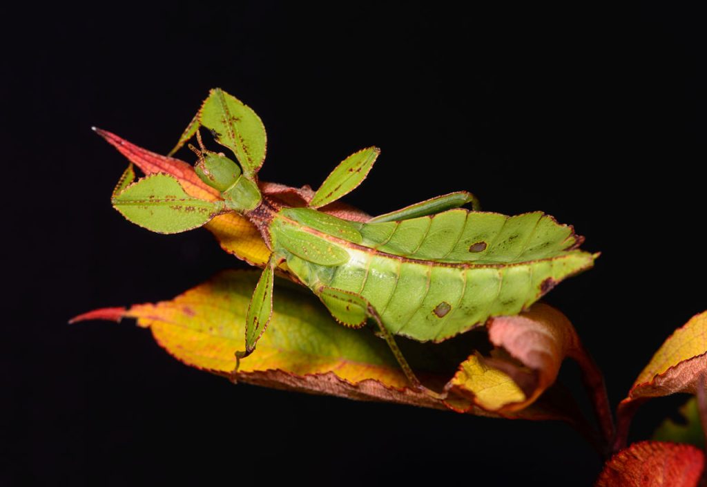 Découvrir les invertébrés