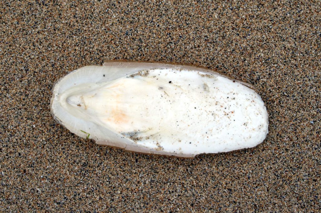 Calcium Os de seiche