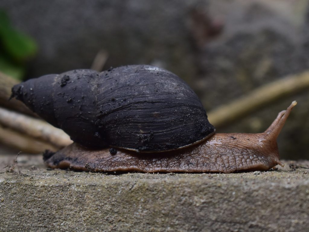 Autres invertébrés