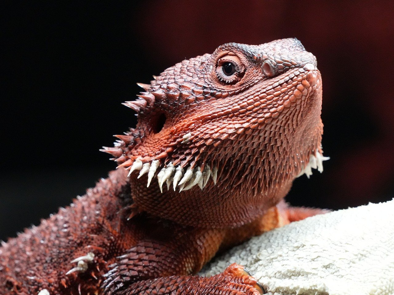 Réglementation sur les bourses aux reptiles