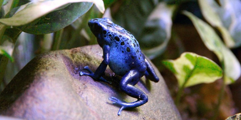 Dendrobates