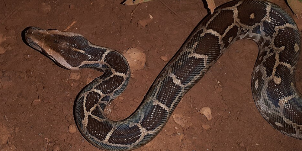 Python molure