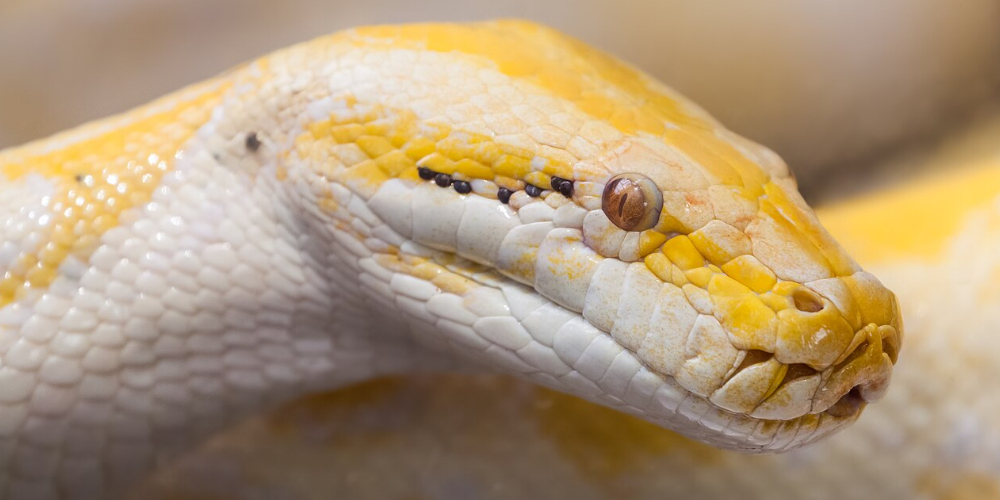 Python molure albinos