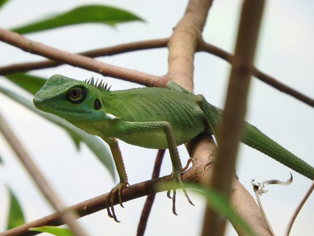 Dragon à crête verte