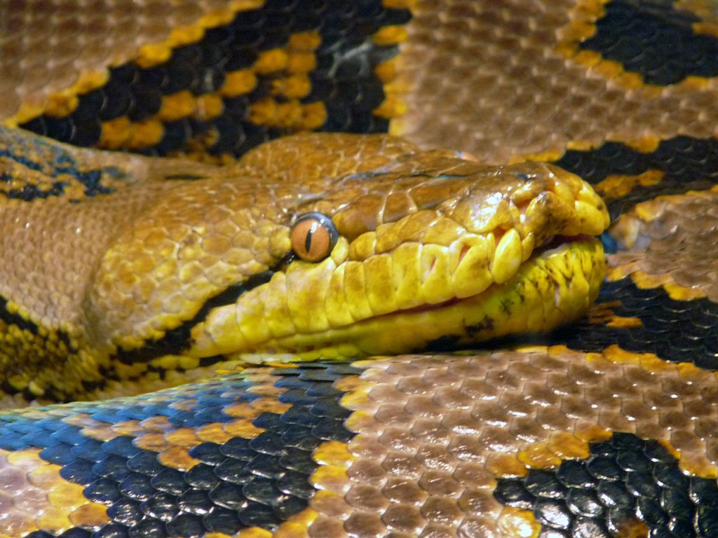 python reticulé