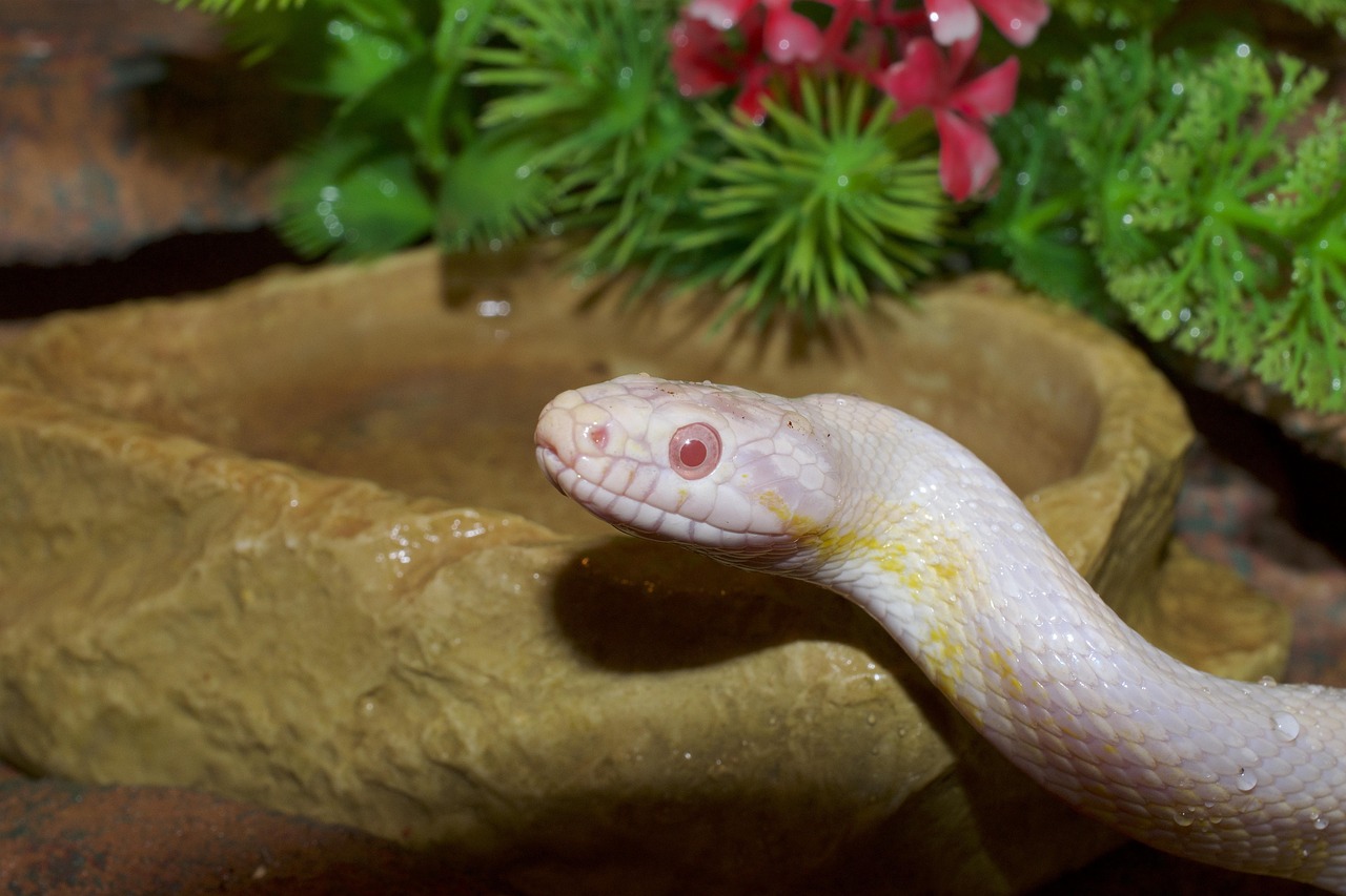 interdiction bourses aux reptiles hollande
