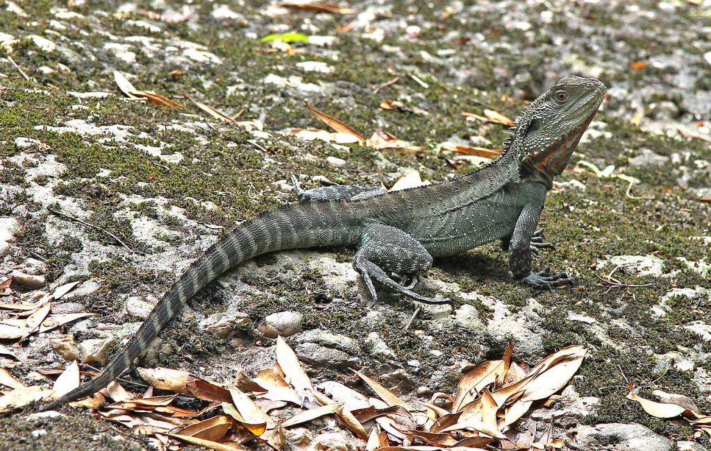 Dragon d’eau australien (Intellagama lesueurii)