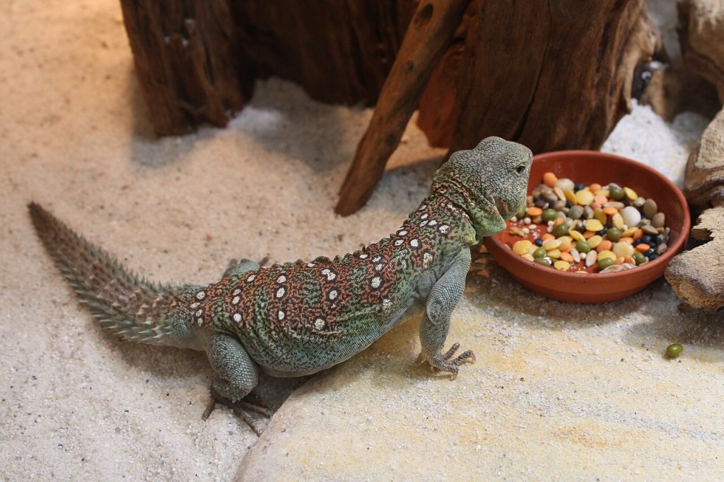 Uromastyx ocellata