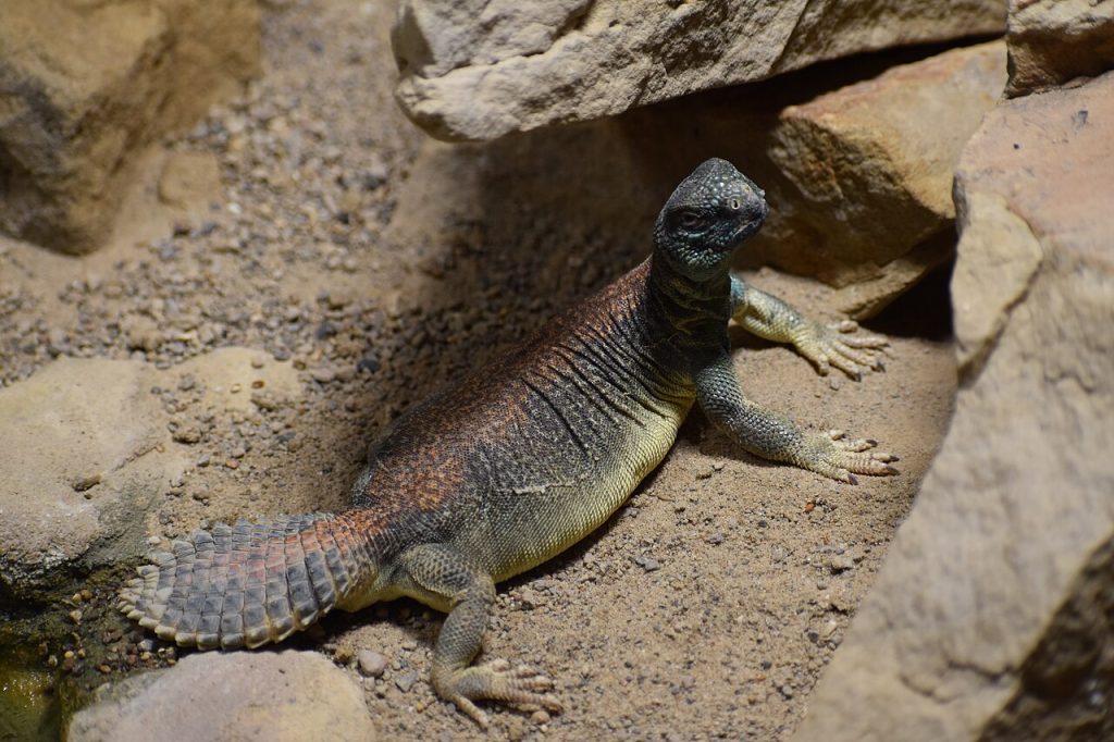 Uromastyx thomasi