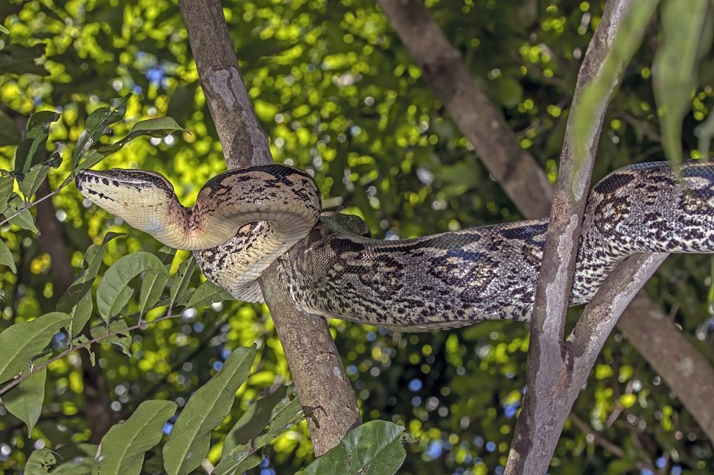 Boa de Madagascar