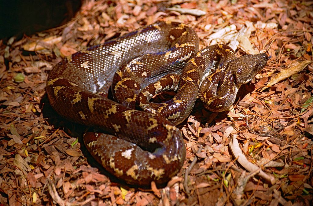 Boa de Sanzinia