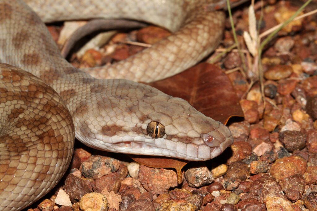 Python Children