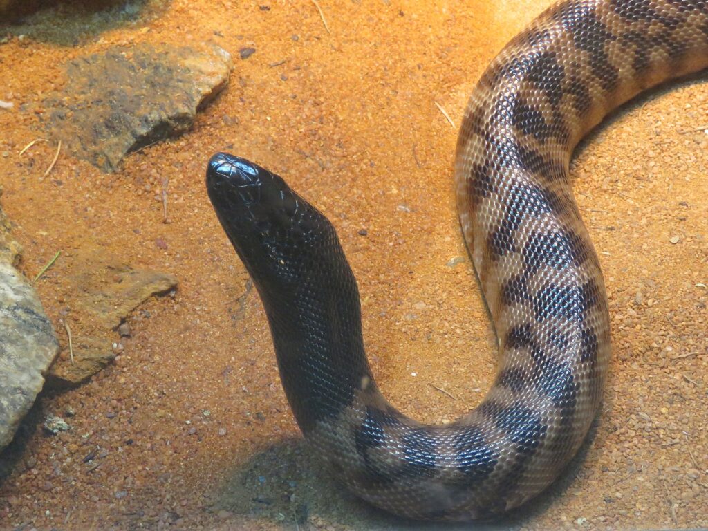 Python à tête noire