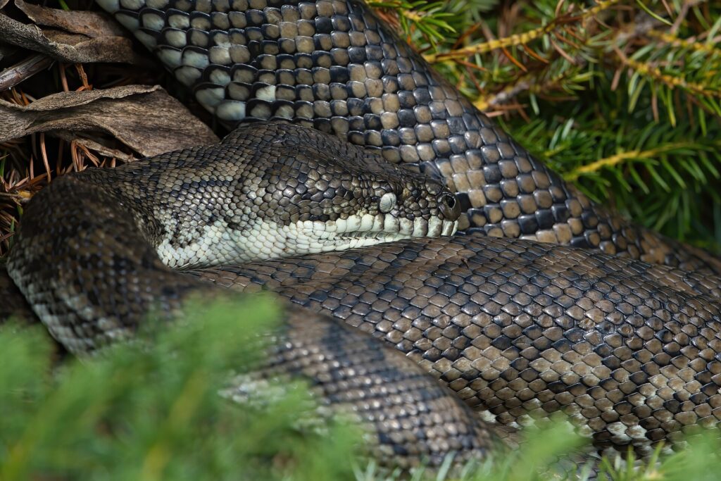 Python tapis côtier