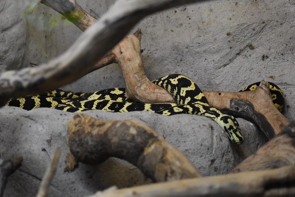 Python tapis jungle