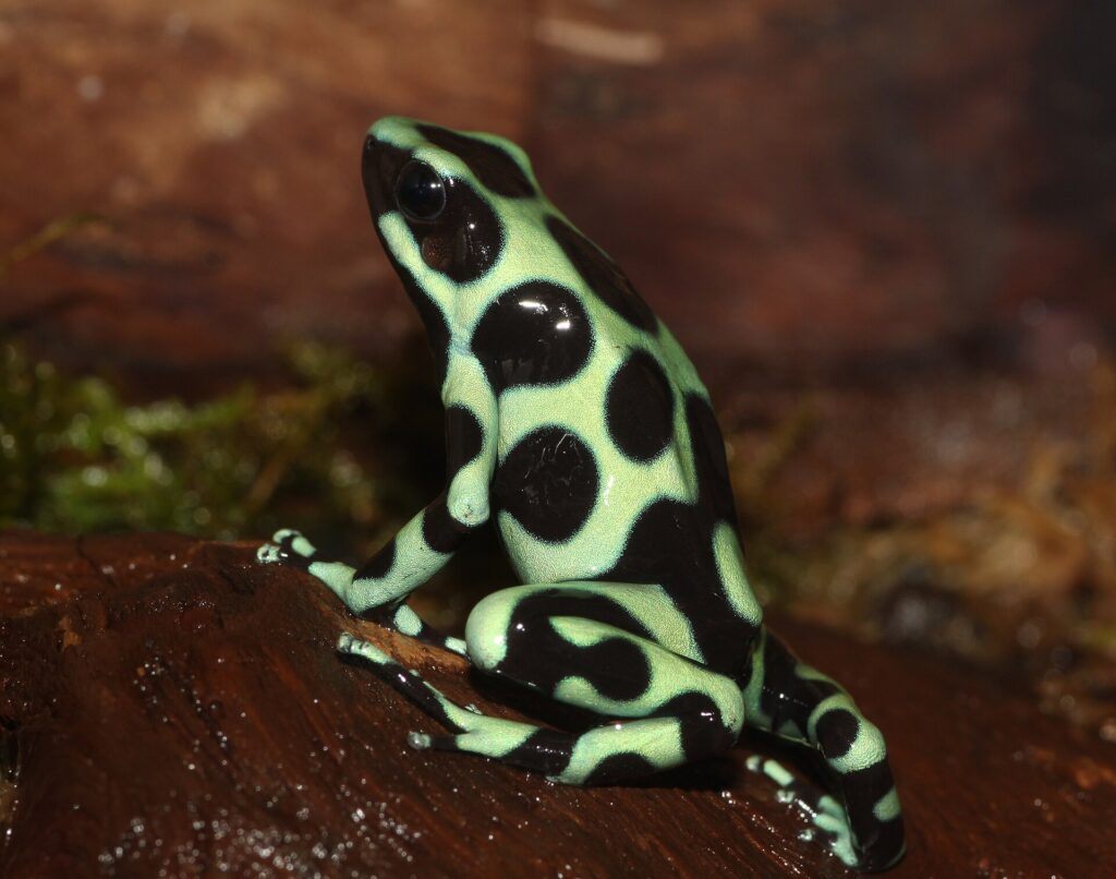 Dendrobate auratus