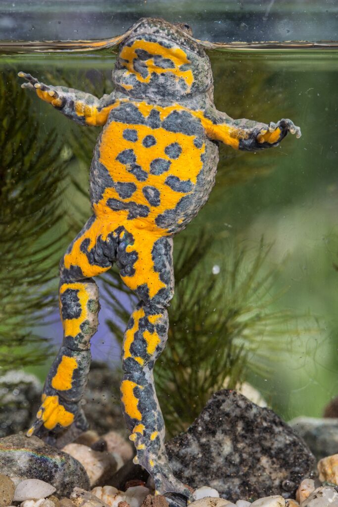 Crapaud sonneur ventre jaune