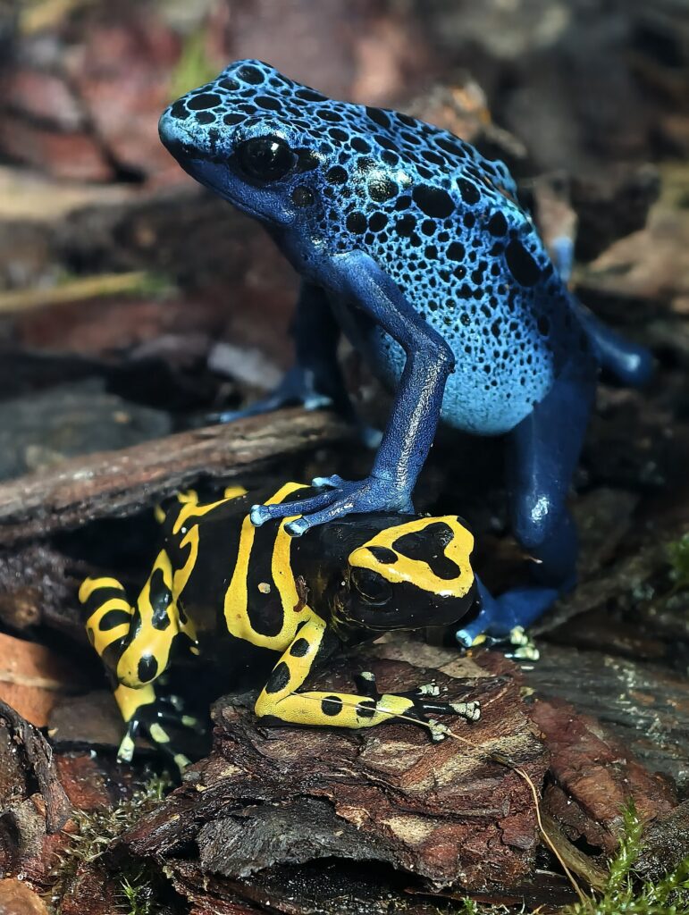 Dendrobate leucomelas