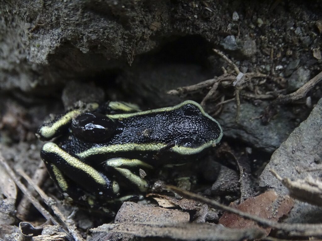 Dendrobate truncatus