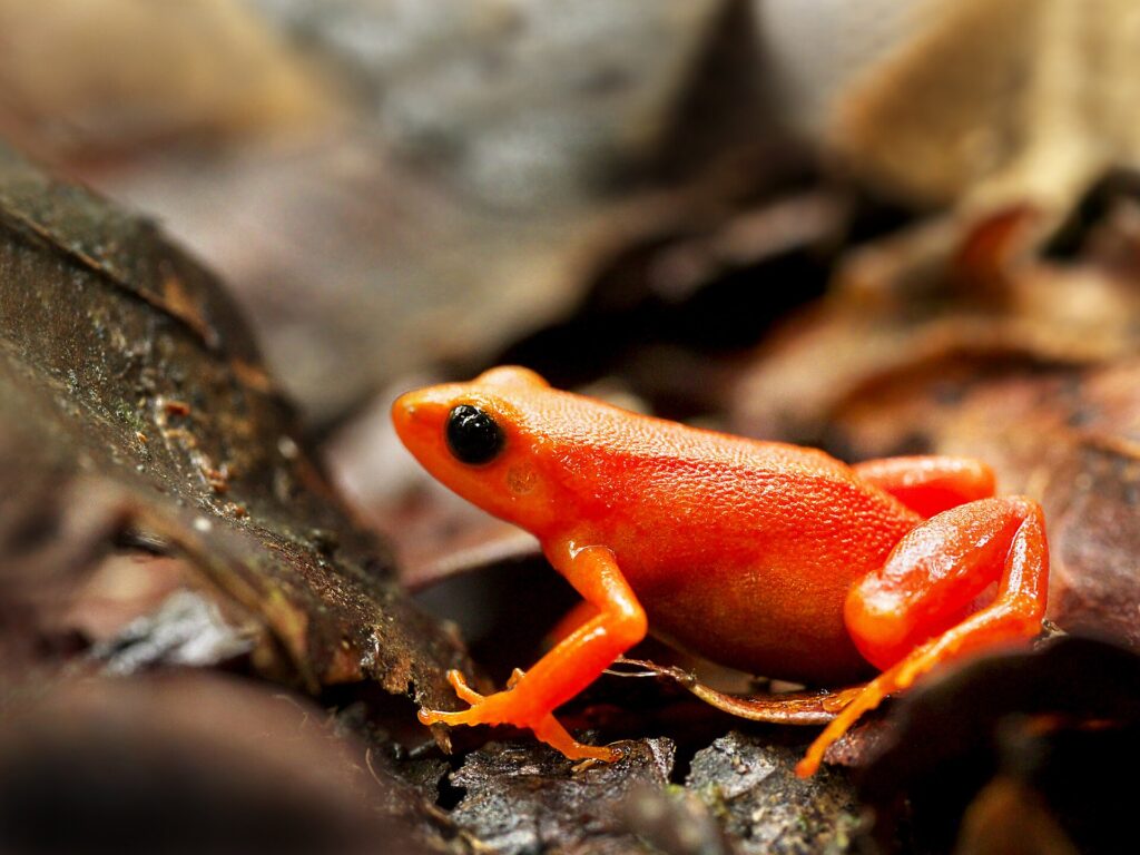 Mantella aurantiaca