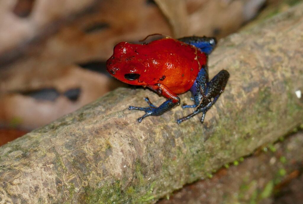 Oophaga pumilio