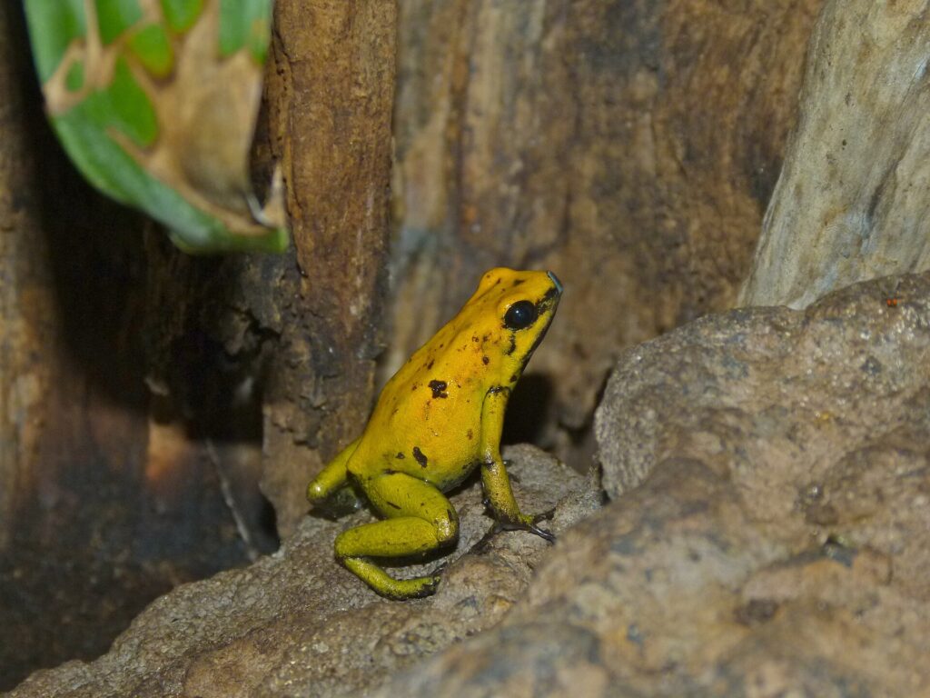 Phyllobate bicolore